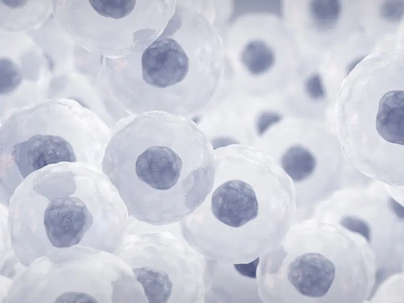 Efficacy and safety of MSCs for GvHD prophylaxis and SR‑aGvHD treatment