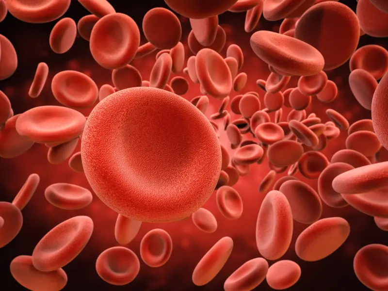 Rusfertide interruption leads to loss of therapeutic benefit in patients with polycythemia vera