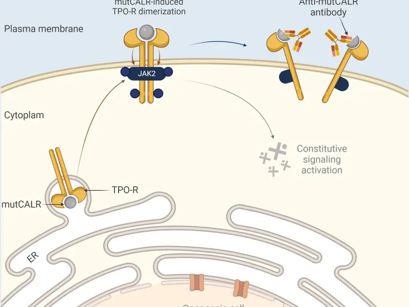 Discovery of a new anti-CALR mutant monoclonal antibody for the treatment of MPN