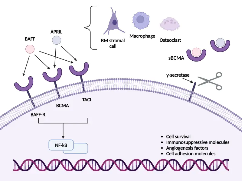 BCMA-directed immunotherapies in MM: The importance of sequencing