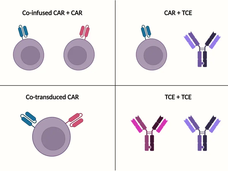 Dual antigen targeting immunotherapies in MM