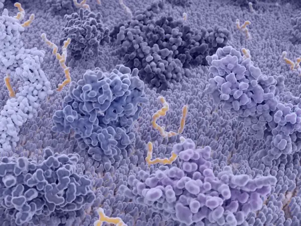 Immunosuppressants