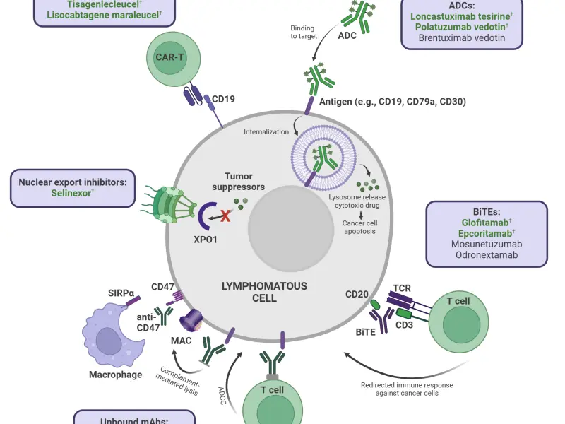 Novel and emerging treatment options for R/R DLBCL