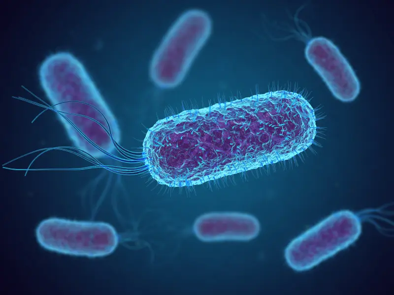 Impact of early post-transplant bacterial infections on long-term mortality in kidney transplantation