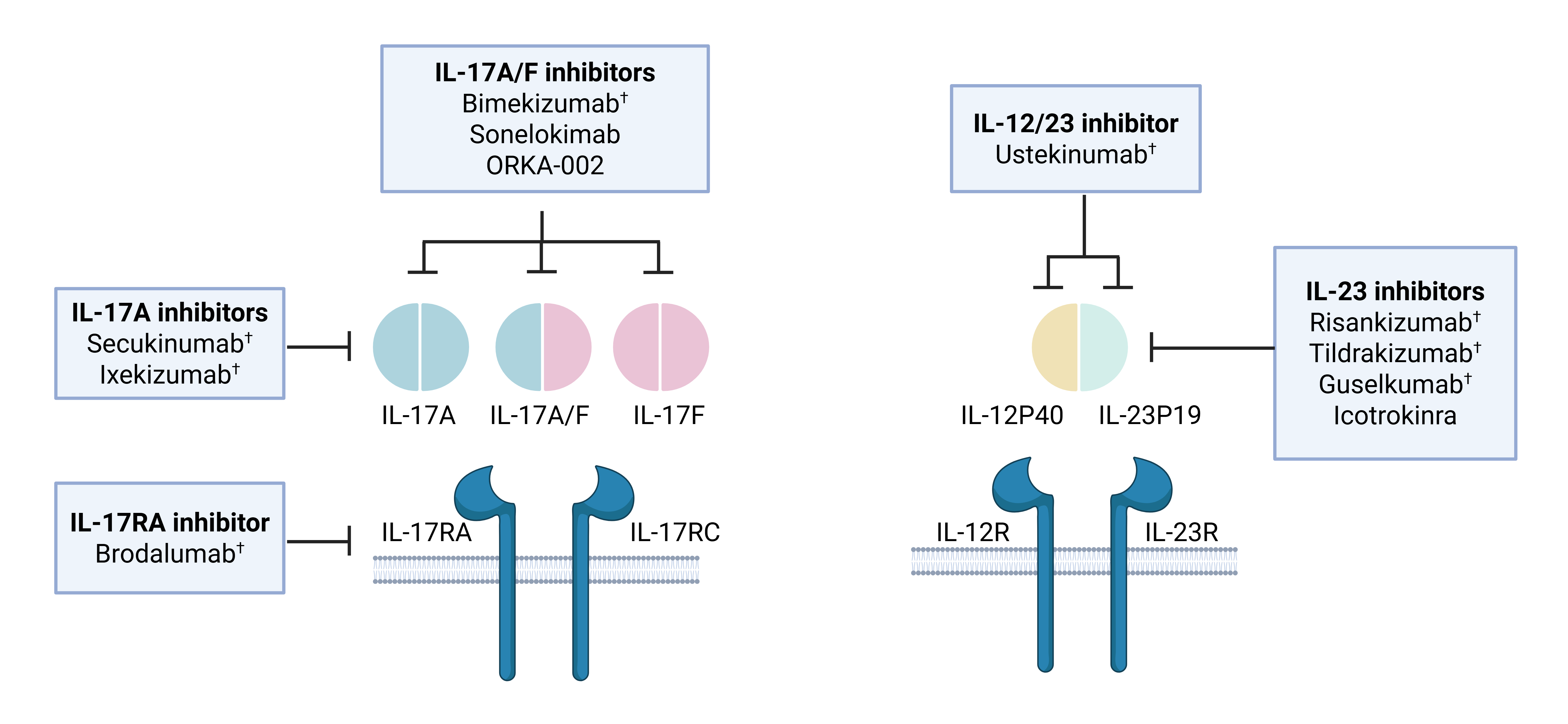IL-23/IL-17 axis in psoriatic disease: From pathogenesis to ...