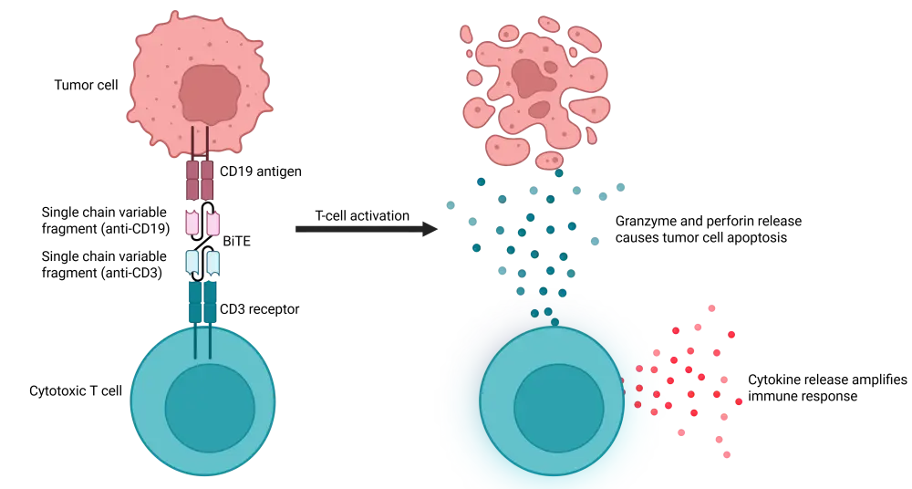 Reduced chemotherapy and chemotherapy-free regimens for patients with ALL