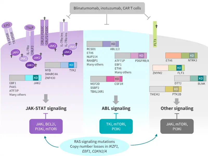 Educational theme│The genomic landscape, biology, epidemiology, and prognosis of Ph-like ALL 