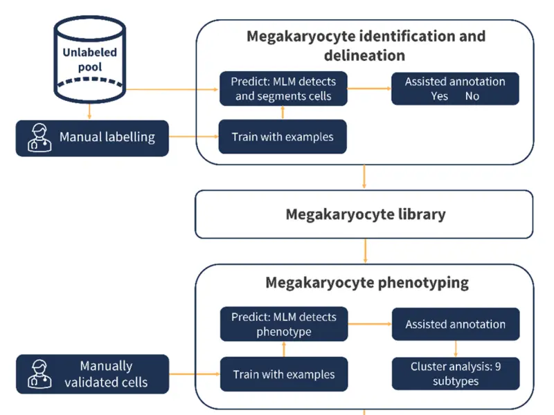 Artificial intelligence: A machine learning model for disease assessment in MPN