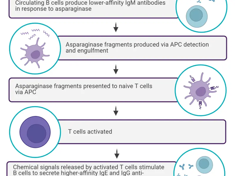 Hypersensitivity reactions to asparaginase: Incidence, identification, management, and overcoming challenges