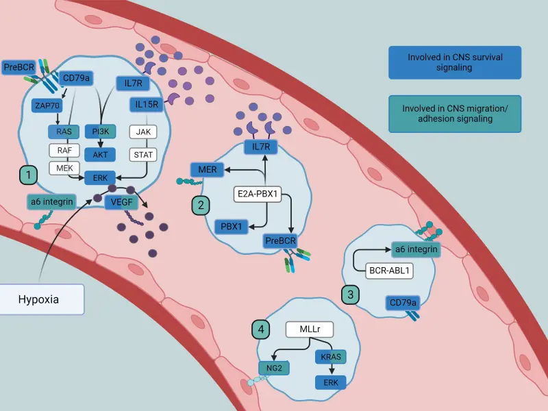 CNS leukemia in pediatric ALL: mechanisms, diagnostics, and treatment