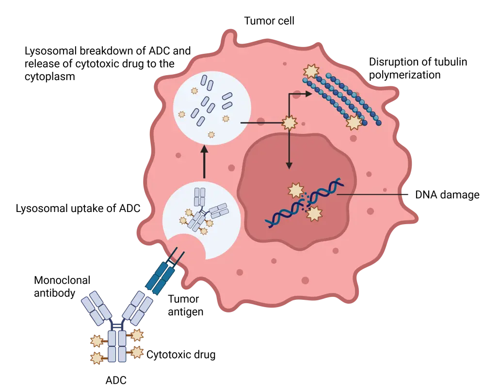 Adc Rdc Reduced chemotherapy and chemotherapy-free regimens for patients with ALL
