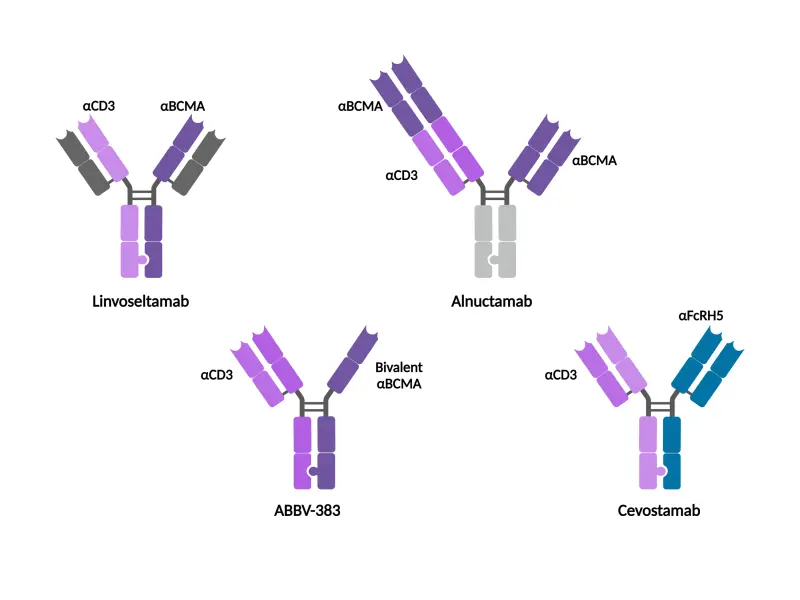 Novel bispecific antibodies in MM: characteristics and latest data