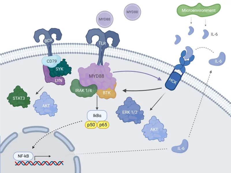 Genomic pathways and treatment strategies for patients with Waldenstrom’s macroglobulinemia