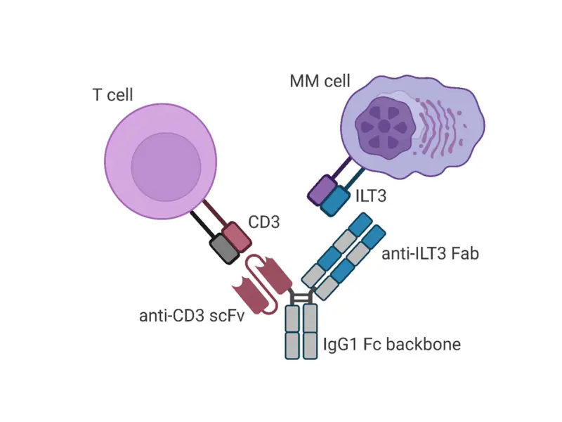 Development of a novel bispecific T-cell engager targeting ILT3
