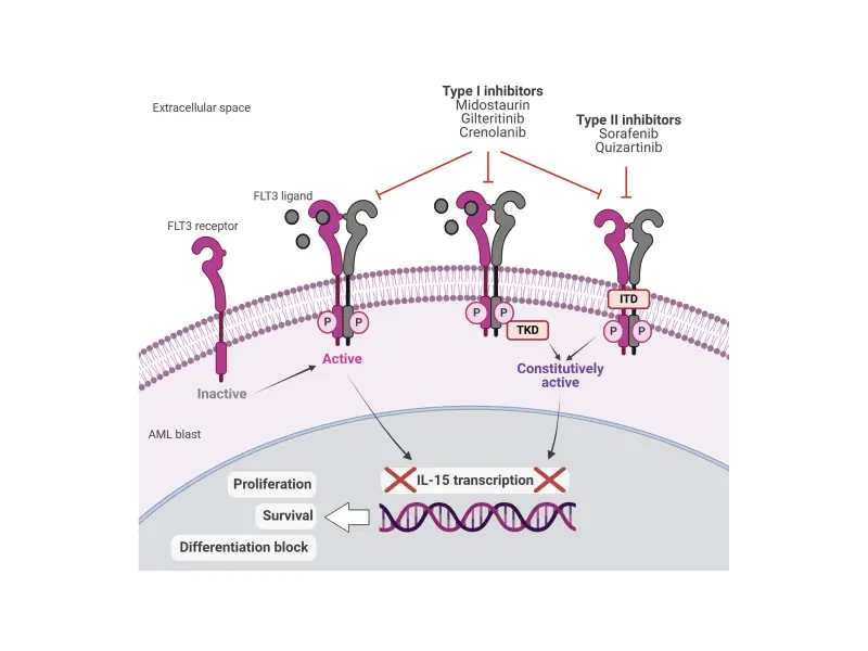 Efficacy and safety of FLT3 inhibitors in the treatment of AML: A review of clinical data