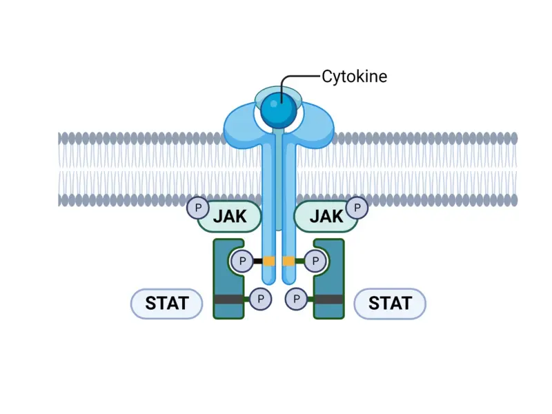 Approved and investigational JAK inhibitors for psoriatic arthritis
